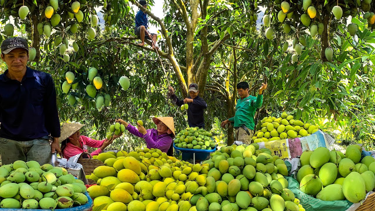 mango_fresh_fruit