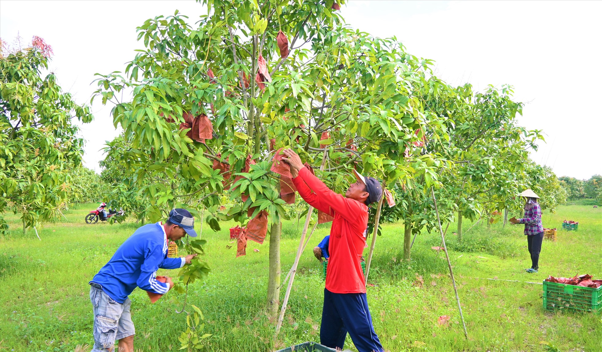 mango_fresh_fruit